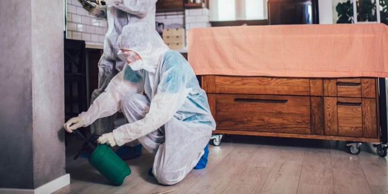 Dedetização em Apartamento Como Funciona em Curitiba: Confira 4 Passos